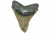 Serrated, Fossil Megalodon Tooth - North Carolina #311091-2